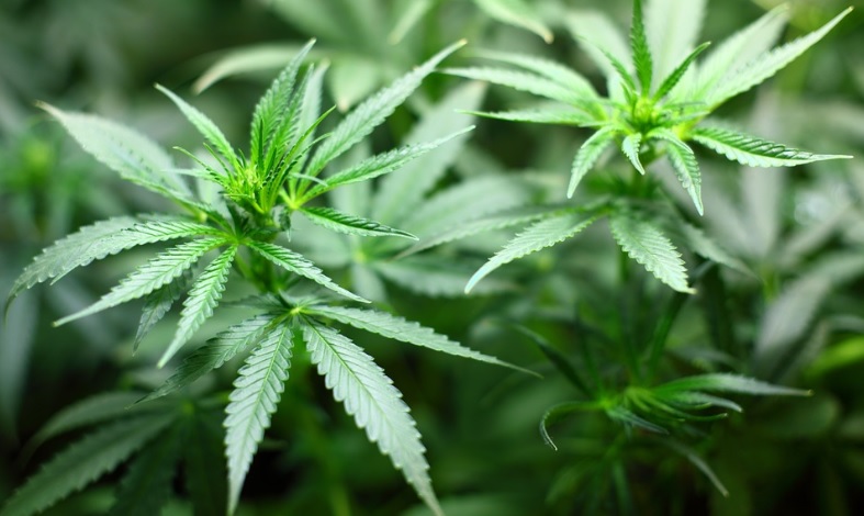 cannabis-marijuana-weed-pot.jpg