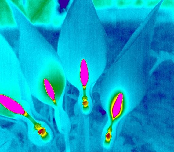 PYROVIEWʹȹ̱ÿɼ